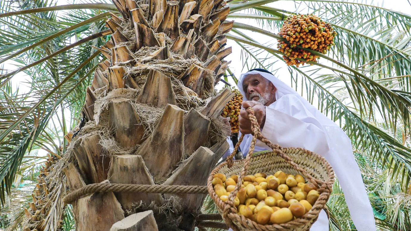 Abu Dhabi’s Dates Festivals: Preserving agricultural heritage across generations