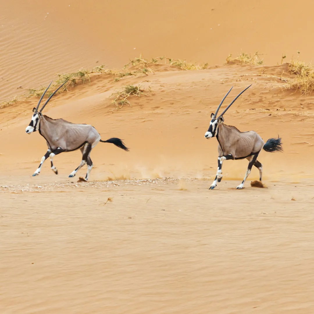 In his capacity as Chairman of EAD, Hamdan Bin Zayed issues resolution on protection of species and habitats in emirate
