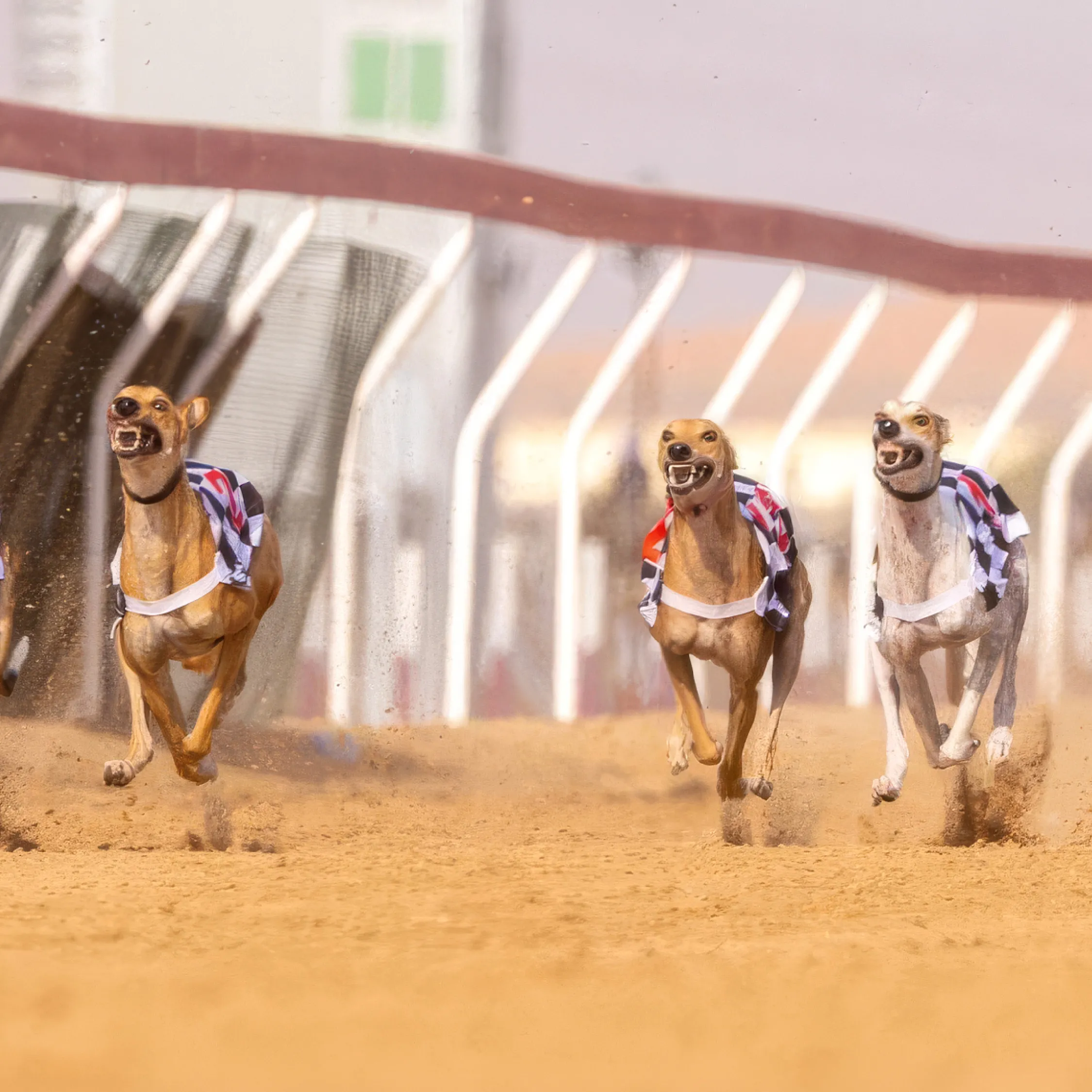 Under the patronage of Hamdan bin Zayed and Hazza bin Zayed, inaugural Arabian Saluki Championship to take place in Abu Dhabi