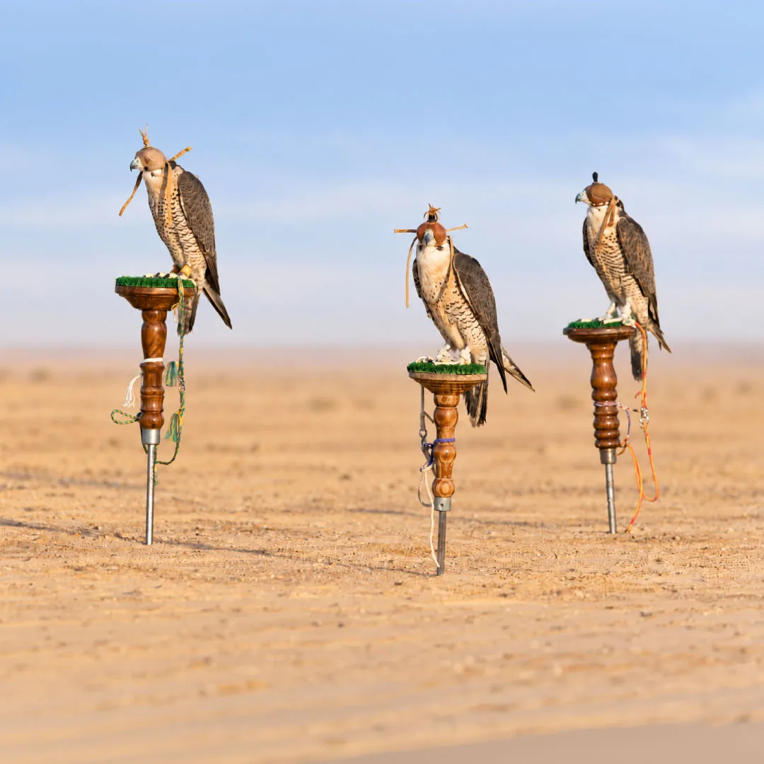 Environment Agency – Abu Dhabi announces 2026-2027 falconry season