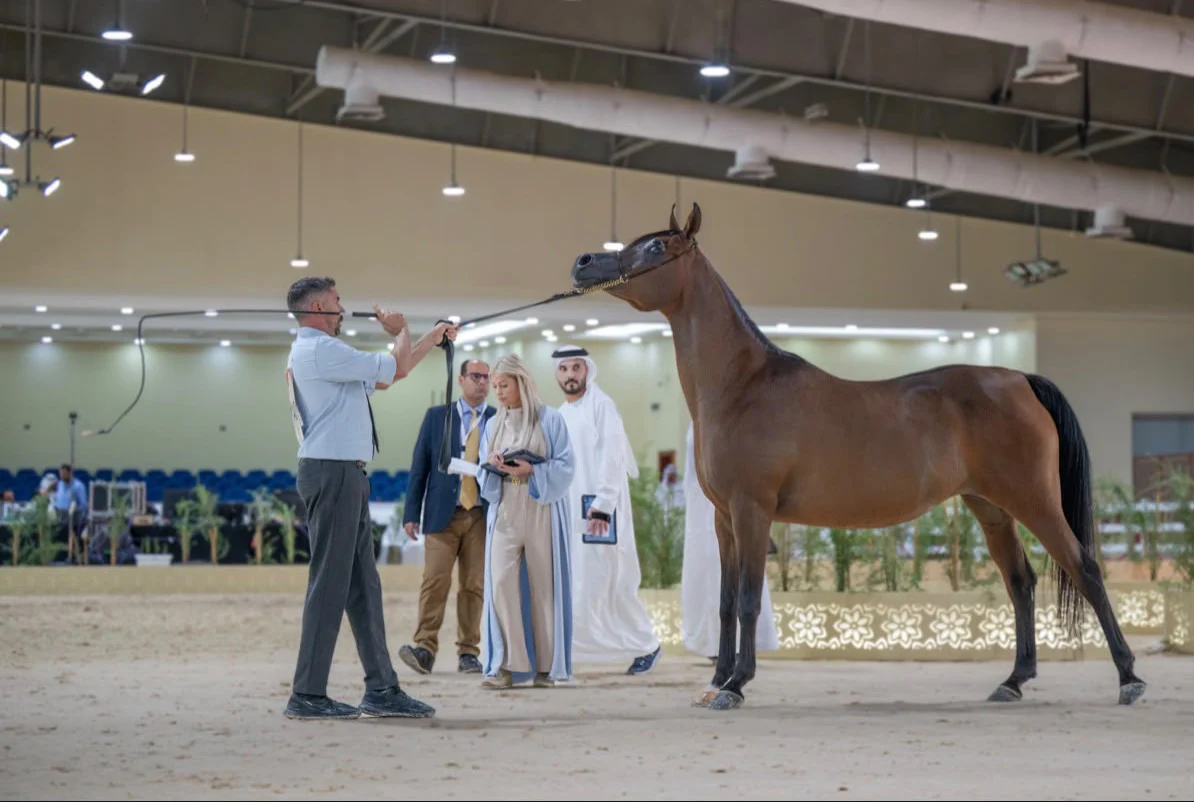 EAHS National Arabian Horse Championship gets under way with 253 horses